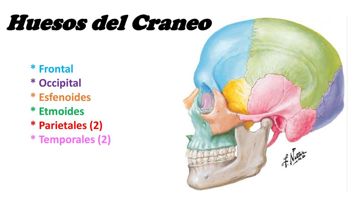 Diapositivas Huesos del craneo