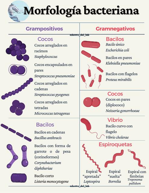 Morfología bacteriana