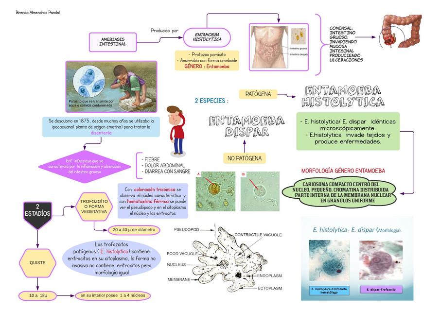 Amebiasis Intestinal Amebiasis Medicina Humana Udocz