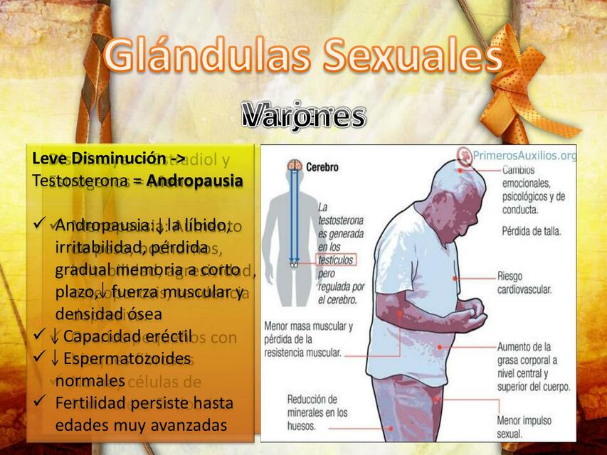 7 Glandulas sexuales