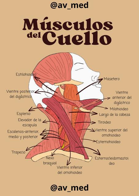 Músculos del Cuello