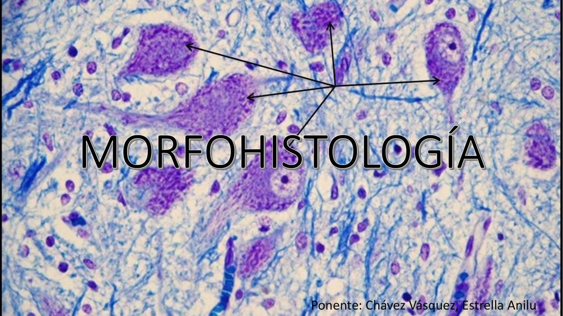 MORFOHISTOLOGÍA sem 9