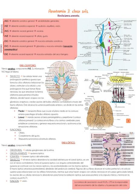 Clase 6: nervios craneales, órganos de los sentidos.