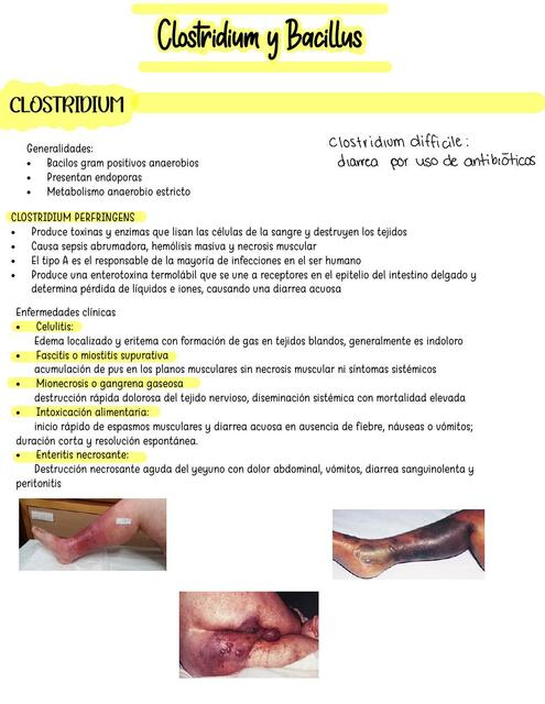 clostridium y bacillus