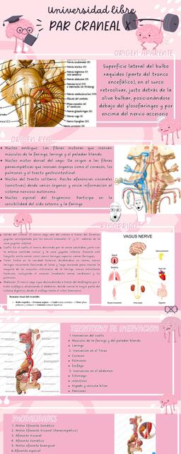 Infografia Par Craneal 10 Nervio Vago