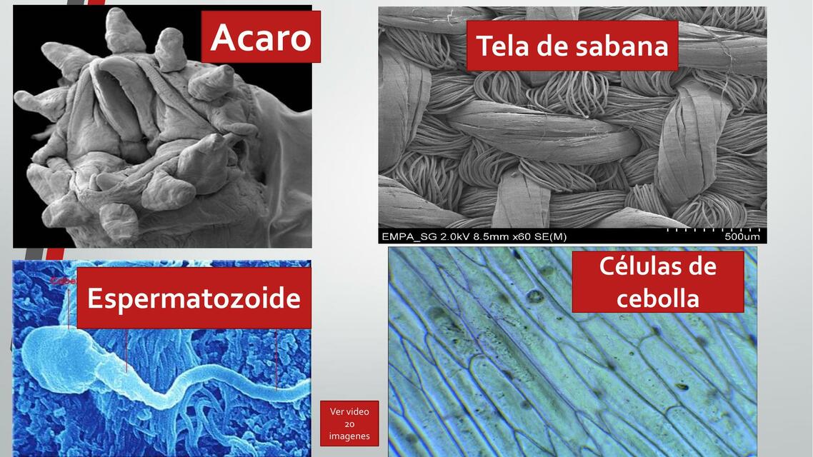 Diapositivas el microscopio