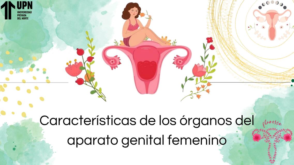 Características de los órganos del aparato genital