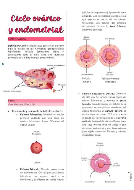 apuntes embrio cátedra completos studymedwithanto