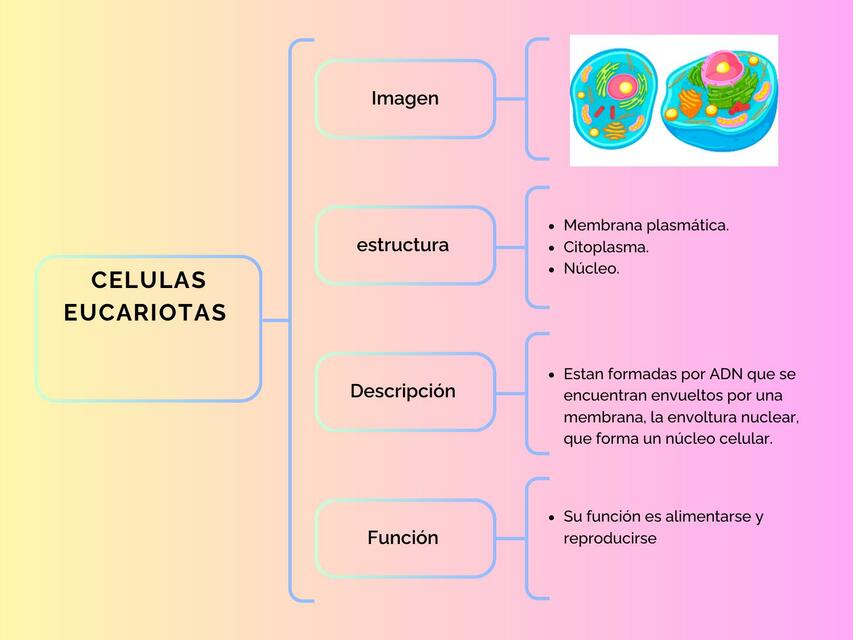 Células eucariotas