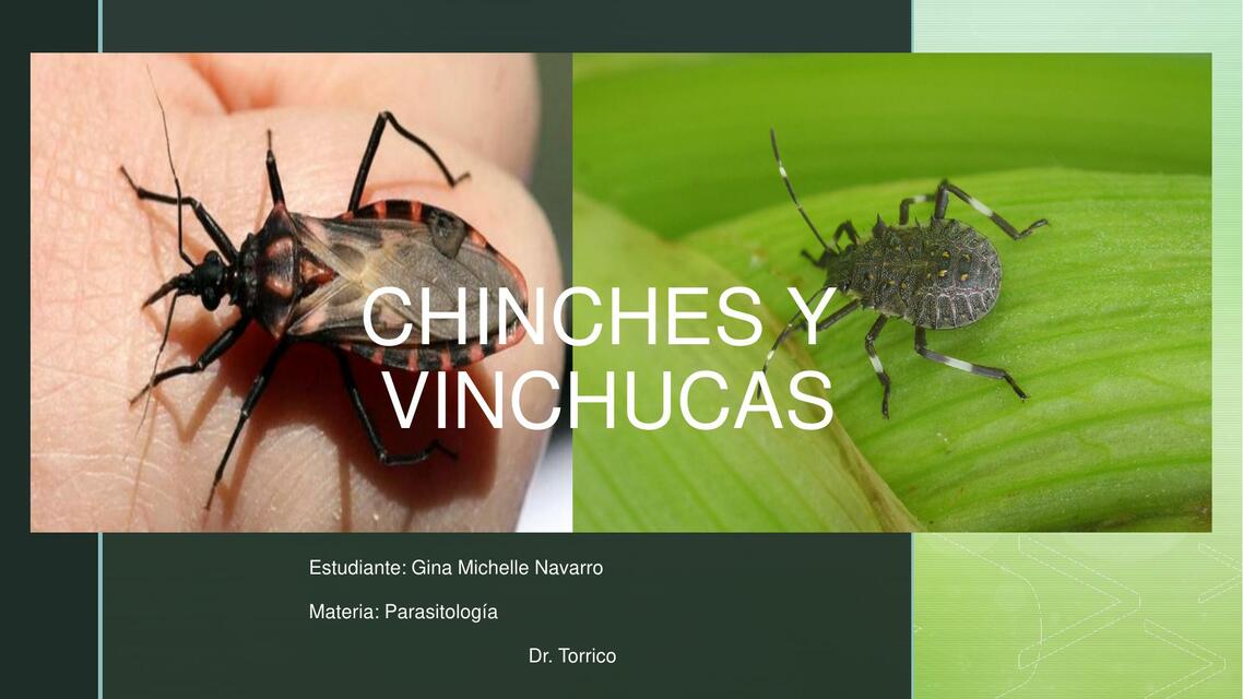 CHINCHES Y VINCHUCAS