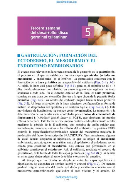 Langman Embriologia Medica 14e cap 5