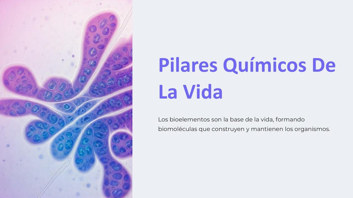 Pilares Quimicos De La Vida