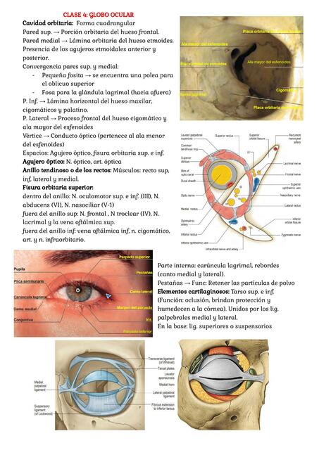 Clase 6 Globo ocular