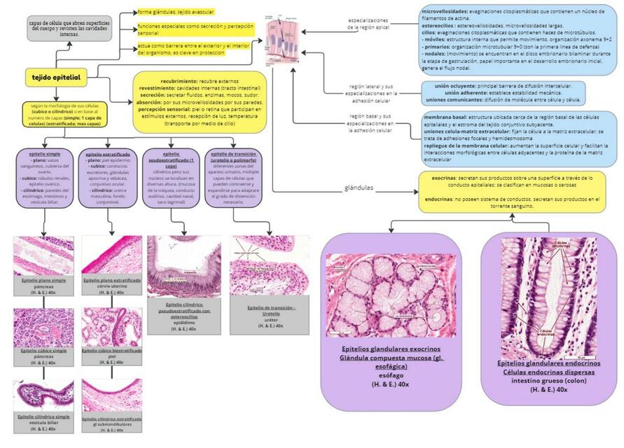 tejido epitelial mapa conceptual resumen