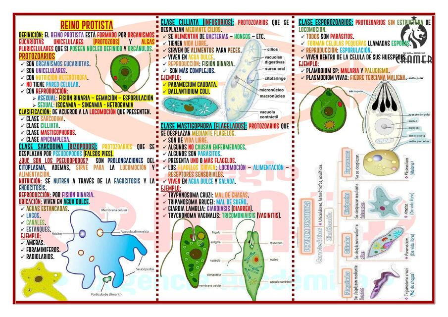 REINO PROTISTA PROTOZOOS