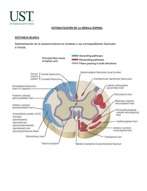 Sistematización de la Médula Espinal 1 1