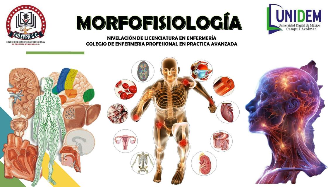 MORFOFISIOLOGIA I | Eirene | uDocz