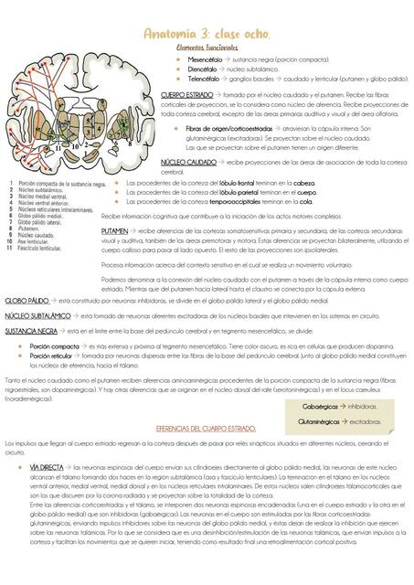 Clase 8: elementos funcionales del mesencéfalo, diencéfalo y núcleos basales.