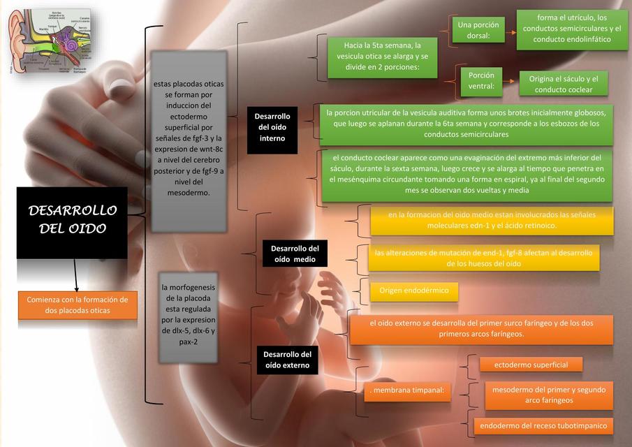 Cuadro sinoptico desarrollo del oido 