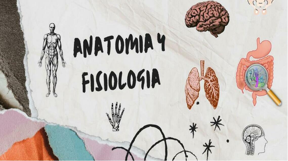 ANATOMIA HUMANA