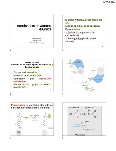 BIOSINTESIS ACIDOS GRASOS 13