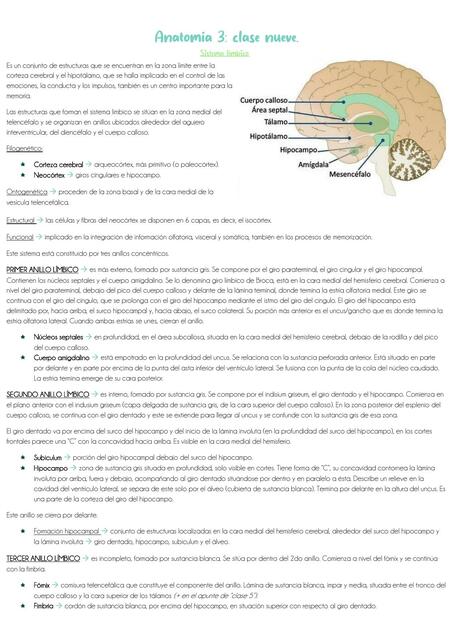 Clase 9: sistema límbico, funciones cerebrales superiores.