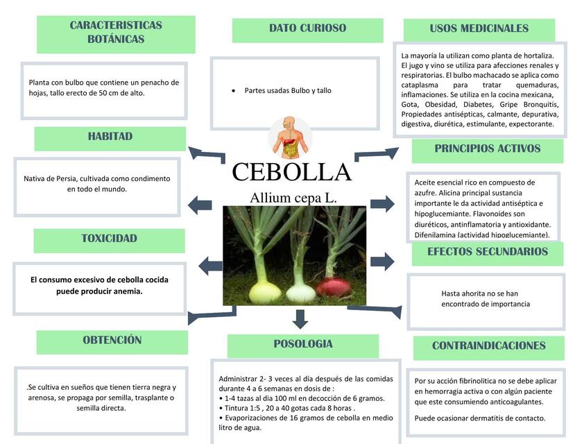 Flashcards de Cebolla | Por Ximena | uDocz
