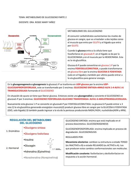 METABOLISMO DE GLUCOGENO 2