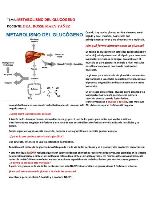 METABOISMO DEL GLUCOGENO 1