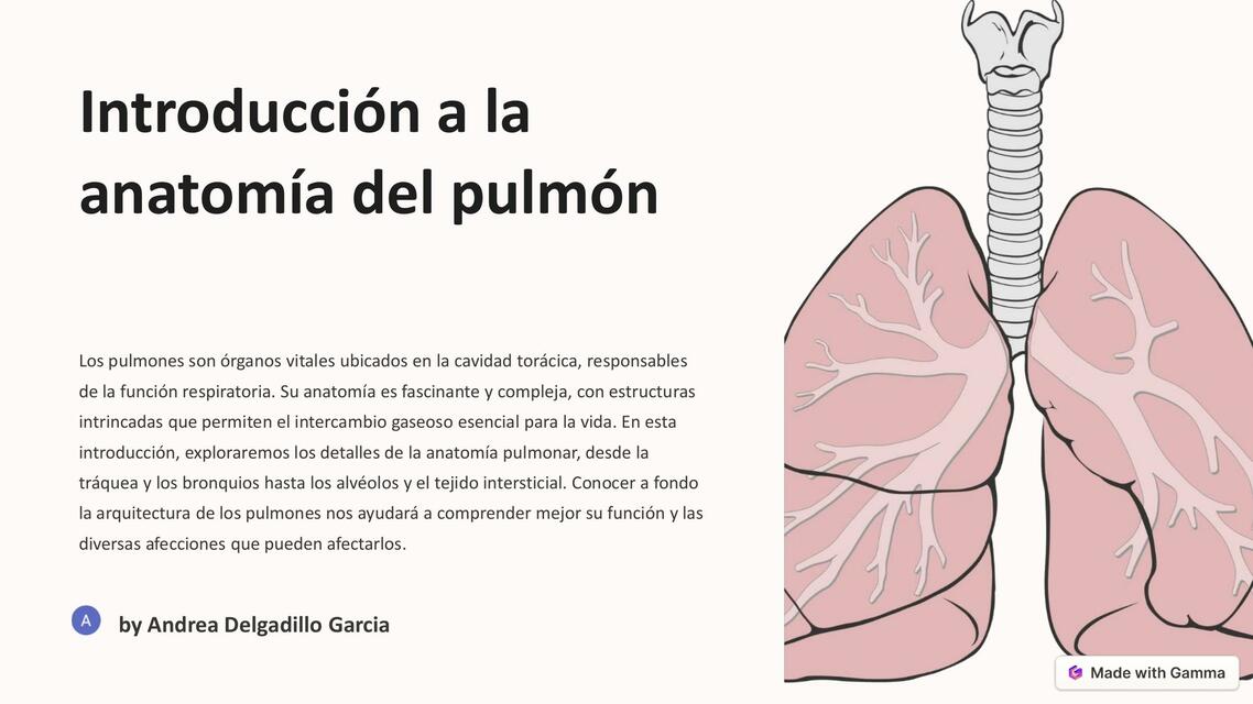 Anatomia del pulmon