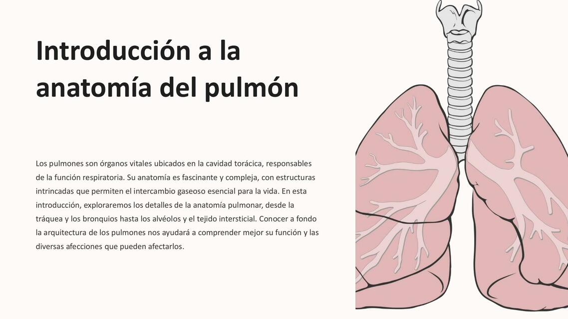 anatomia del pulmon