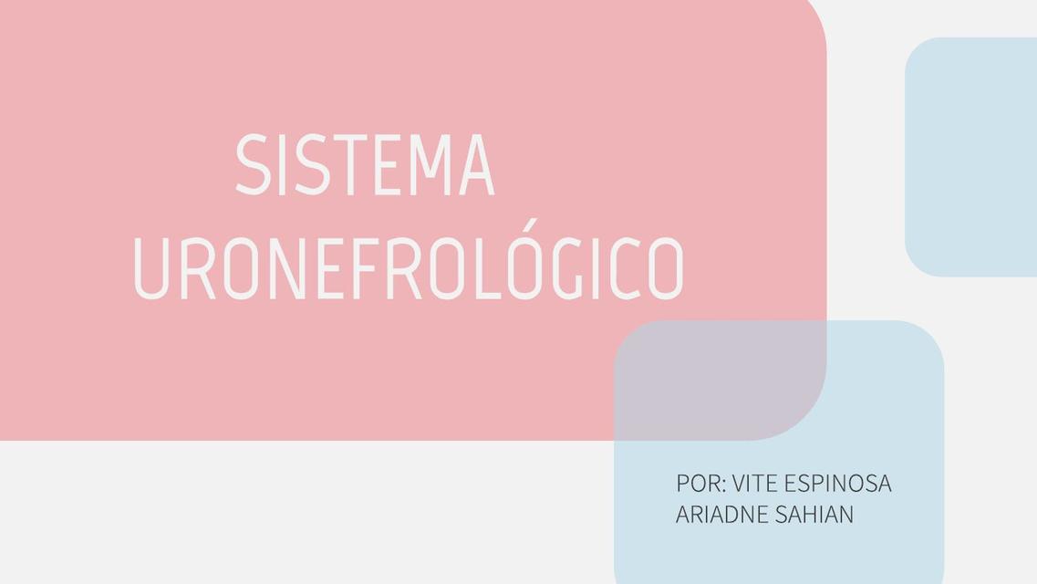 sistema uronefrológico