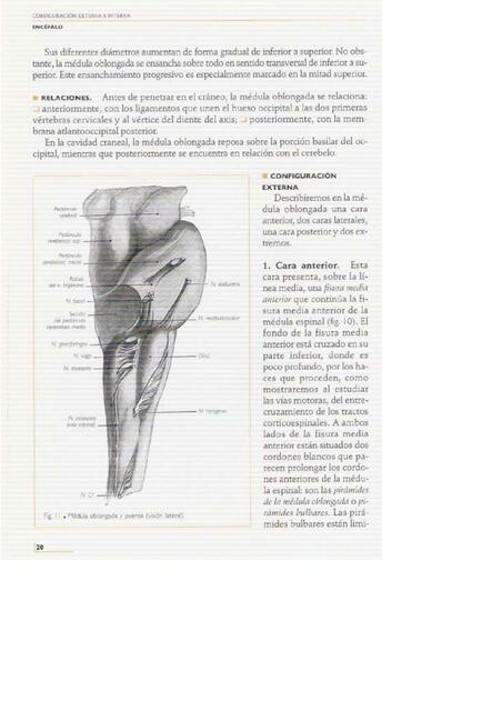 anatomos 3 - vincent damos