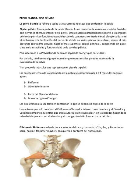 PELVIS BLANDA APUNTE RESUMEN f35c8eb97bc688af3a742