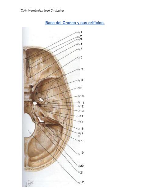 Base del Craneo y sus orificios