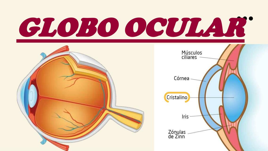 globo ocular