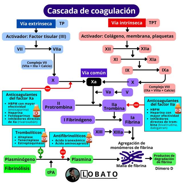 Cascada de coagulación 🩸💊 | Heparina, Ateplase