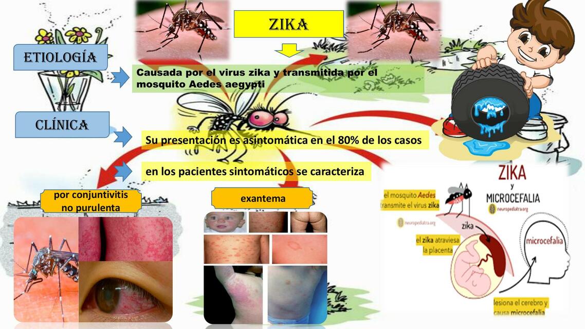 diapos zika