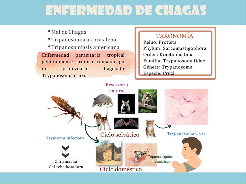 chagas