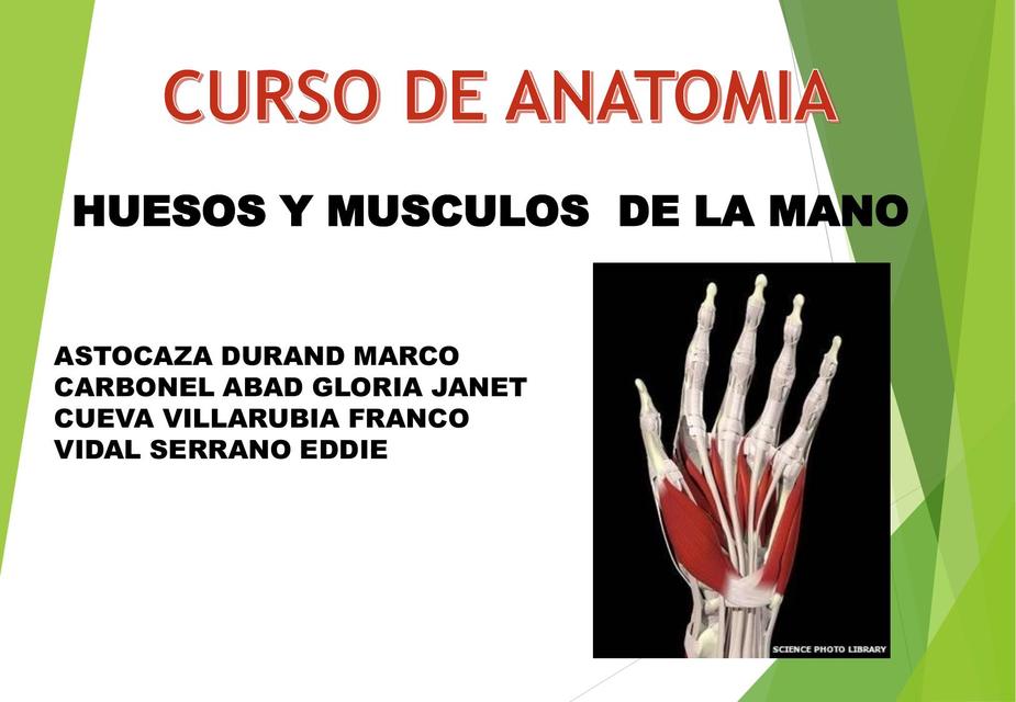 huesos y musculos de la mano