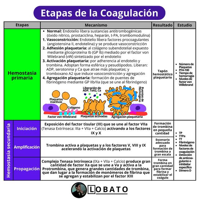 Etapas de Coagulación 🩸| Hemostasia primaria y secundaria