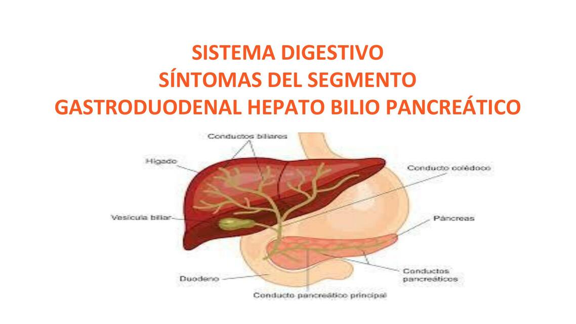 SEMIO II SEGMENTO GASTRODUODENO