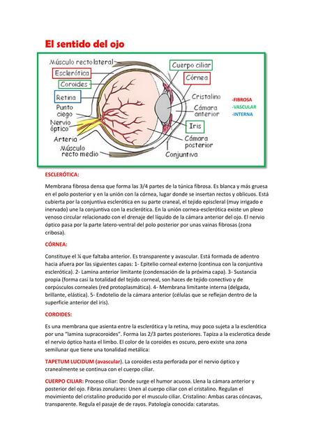 El sentido del ojo