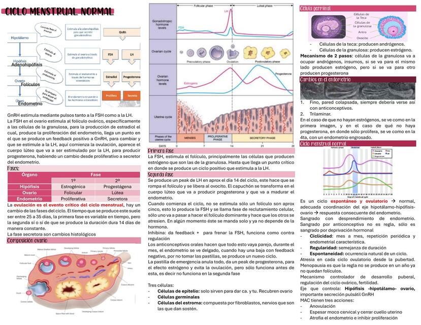 Ciclo hormonal normal