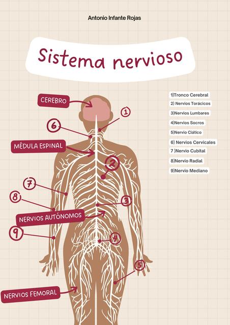 Partes del Sistema Nervioso Humano