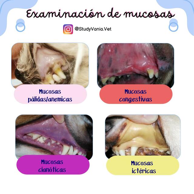 Coloración de mucosas