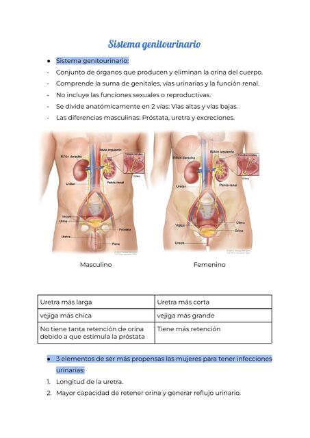 Sistema genitourinario