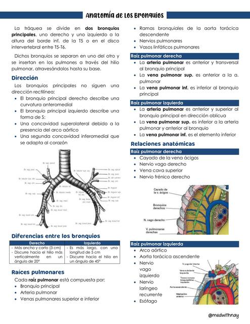 ANATOMÍA DE LOS BRONQUIOS