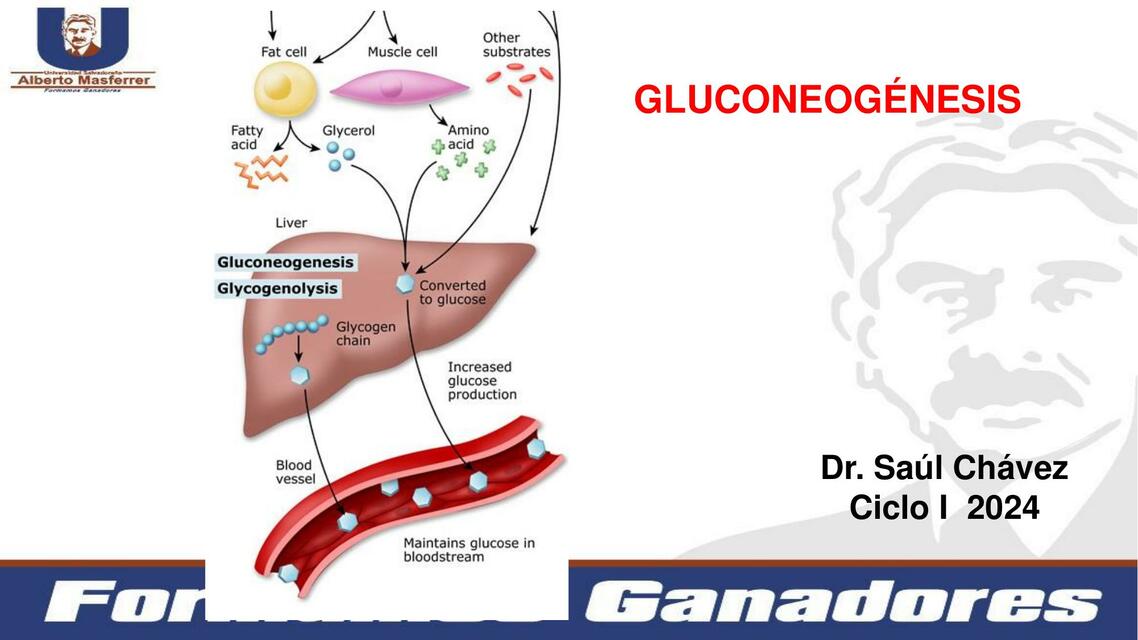 clase gluconeogenesis1