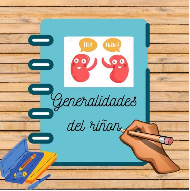 Rinón generalidades